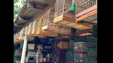 Polícia apreende 16 aves silvestres em Pinhalzinho