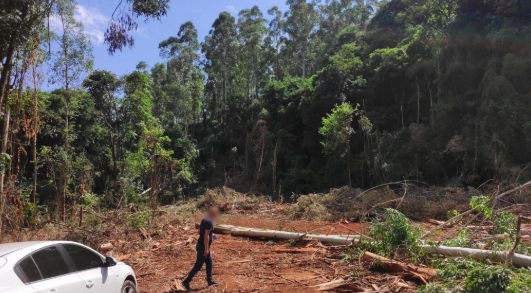 Trabalhador morre durante corte de eucaliptos no Oeste