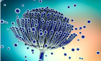 Micotoxinas em cereais será estudo coordenado pela Anvisa