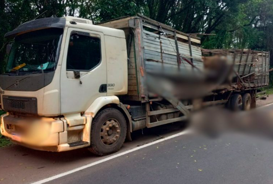 Bovinos morrem em acidente entre caminhões na BR-282