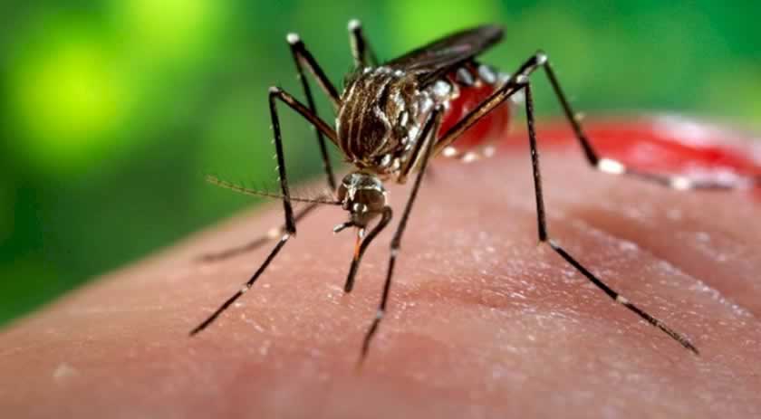 Brasil registra mais de mil mortes por dengue em 2022, maior valor desde 2015
