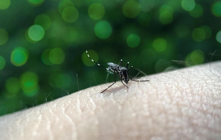 Anvisa conclui estudo técnico e aprova primeira vacina de dose única do mundo contra a dengue