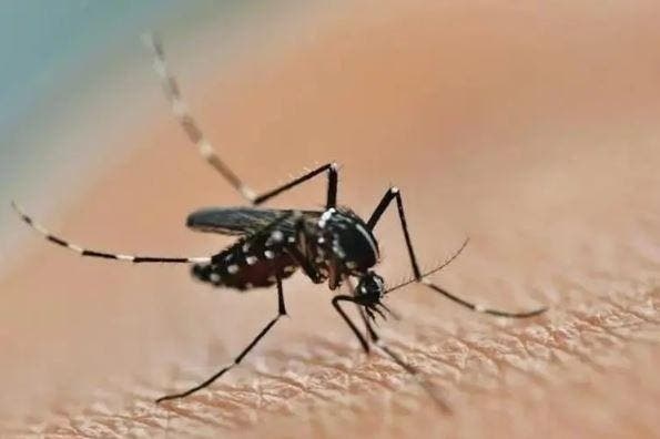 Vacinação contra a dengue fica estagnada em menos de 25% do público-alvo em SC