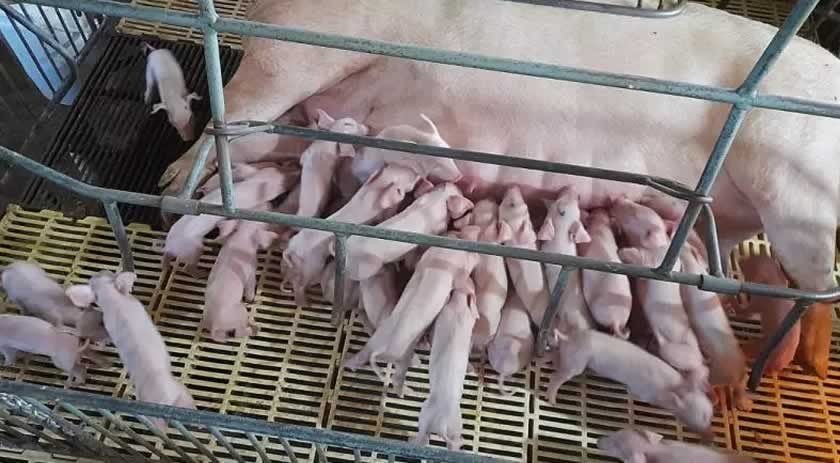 ‘Super porca’ dá à luz 41 leitões em granja no interior de Faxinal dos Guedes