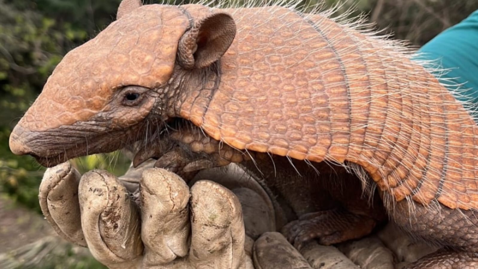 DNIT resgata tatus durante obra de restauração da BR-163/SC
