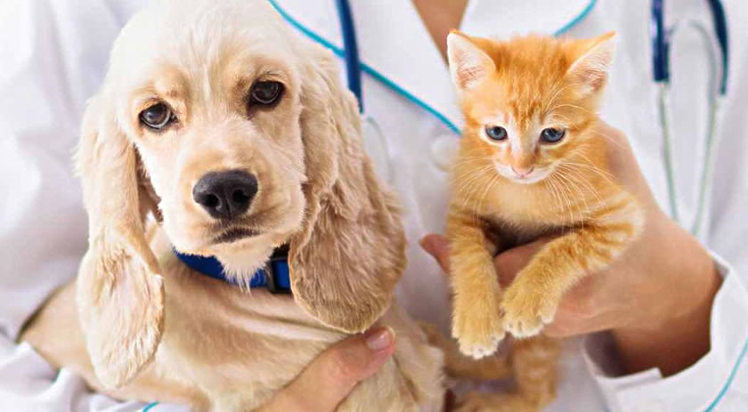 Câmara aprova projeto que amplia Programa Melhor Amigo para cães e gatos