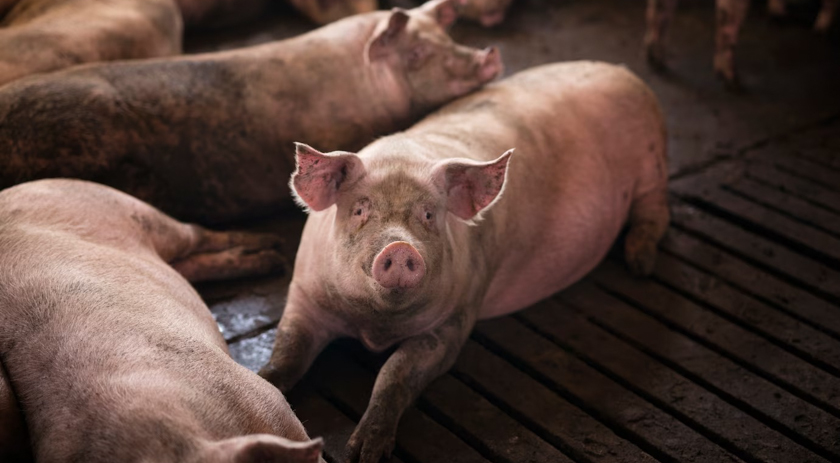 Exportações brasileiras de carne suína crescem 9,3% em julho