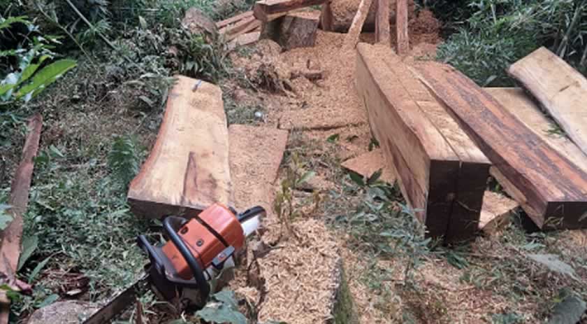 Homem é preso em flagrante por extração ilegal de madeira