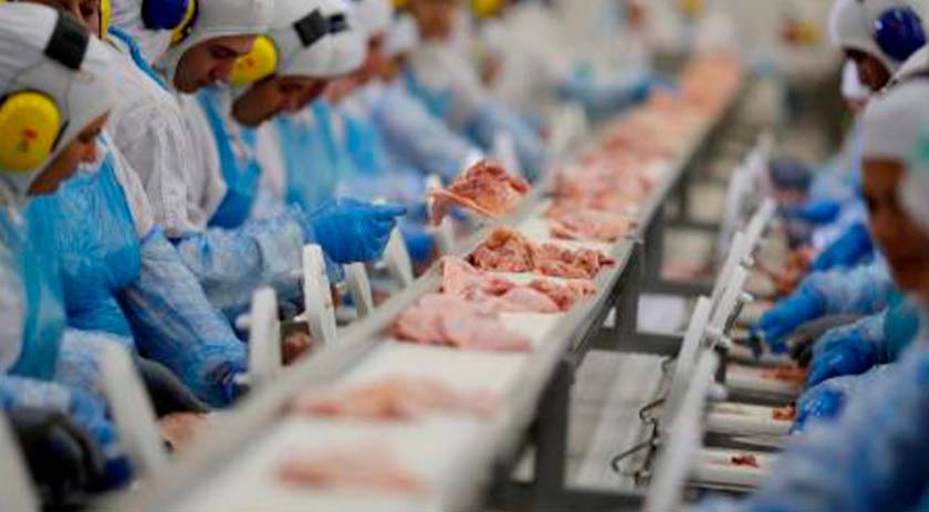 Exportação brasileira de carne suína cresce 17,8% em novembro