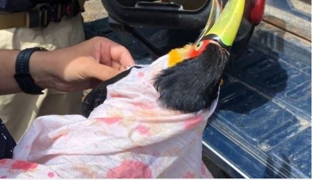 PRF resgata Tucano ferido às margens de rodovia do Oeste de SC