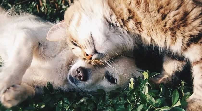 Inscrições abertas para castração de animais