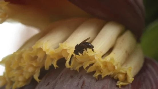 Oito espécies de abelhas-sem-ferrão são identificadas