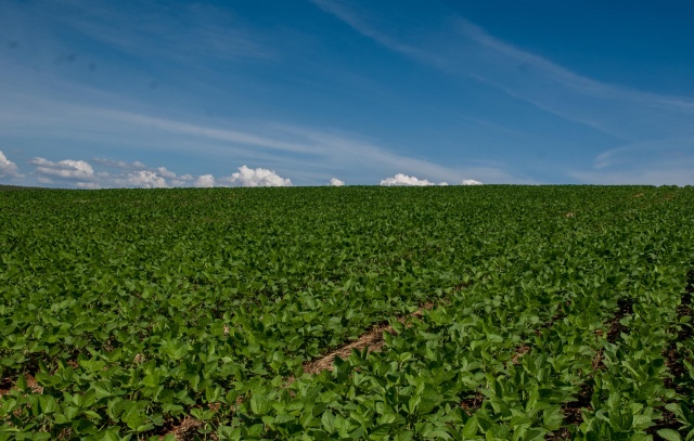 AGROEC promove, 1º Fórum Soja de Baixo Carbono de Santa Catarina