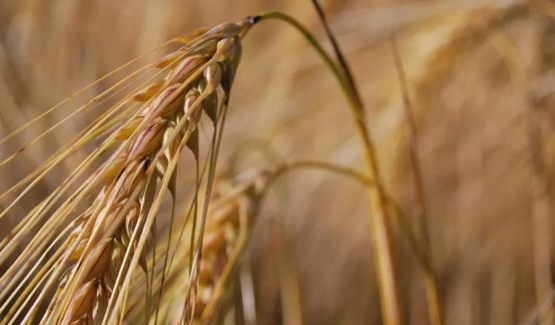 Produção de cevada para cerveja deve registrar queda de 17,3% em 2023, aponta IBGE