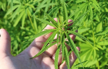 Uso de cannabis medicinal para tratar deficiência intelectual e autismo será debatido