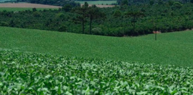 Como o La Niña pode impactar a agricultura de SC em 2024