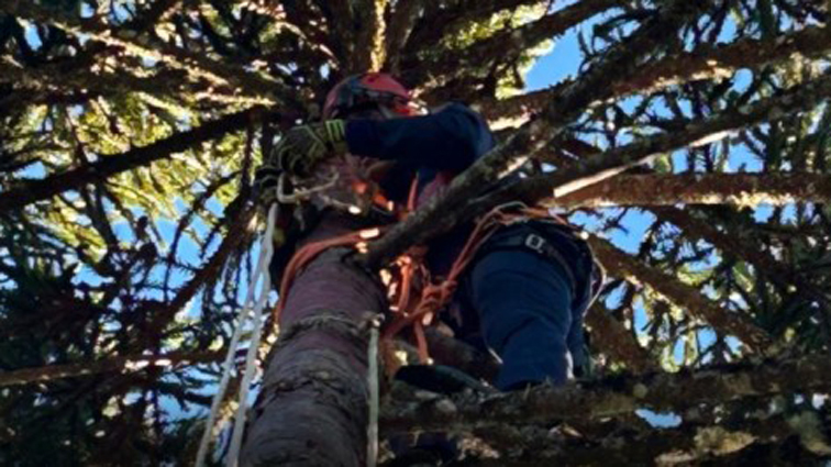 CBMSC alerta para risco de acidentes graves e orienta sobre procedimentos durante a colheita do pinhão