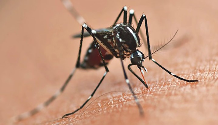 Idosa de 71 anos é a segunda vítima fatal da dengue em SC em 2025