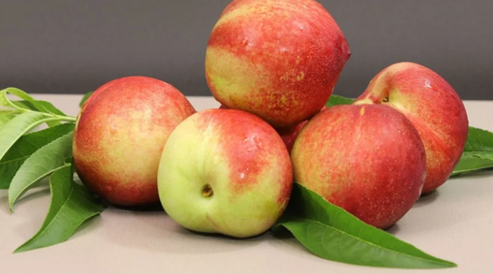 Novas cultivares de nectarinas estendem oferta de frutas para consumidores
