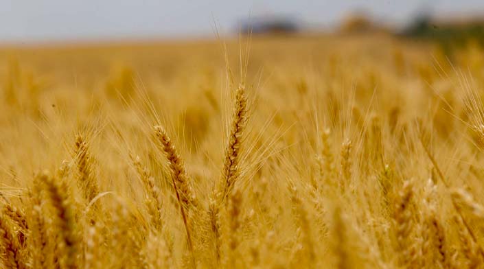 Pelo segundo ano consecutivo, produção nacional de trigo bate recorde
