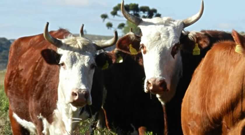 Estados do Sul unem esforços para manter a saúde dos rebanhos e proteger o agronegócio