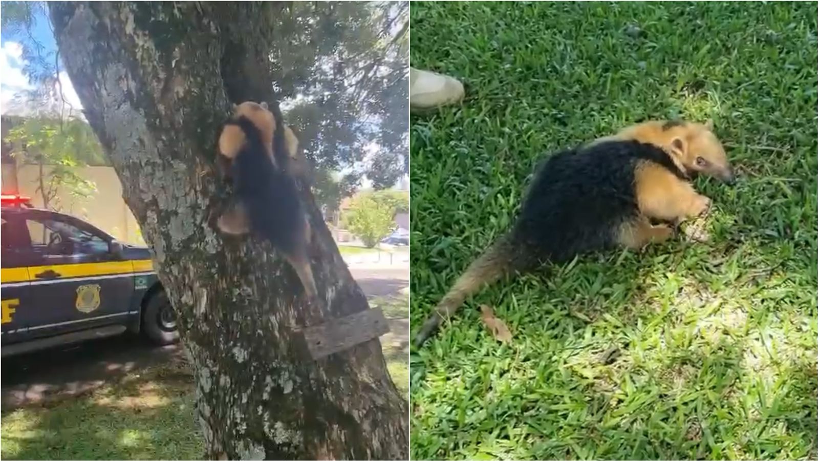 PRF salva filhote de tamanduá-mirim de atropelamento em Paraíso