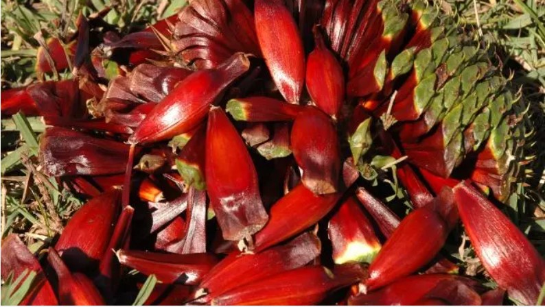 3 receitas para quem é apaixonado por pinhão