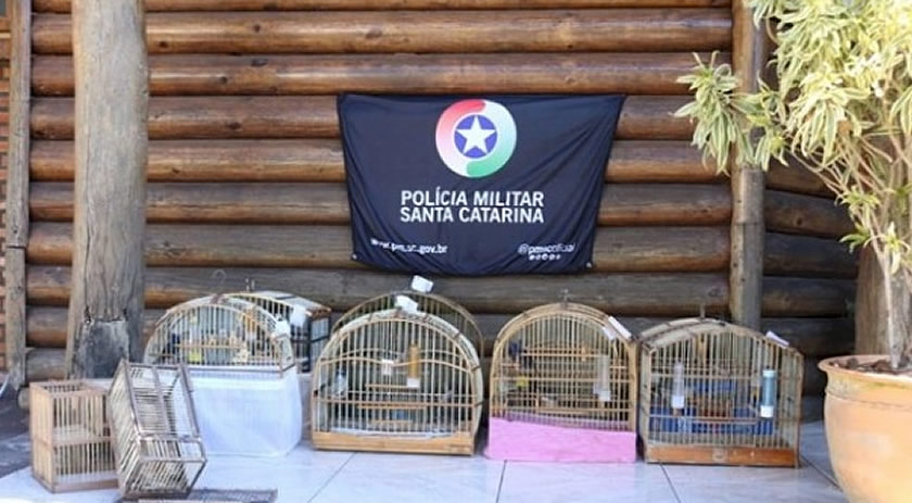 Caça, drogas, armas e aves silvestres: operação cumpre 8 mandados de busca e apreensão em SC