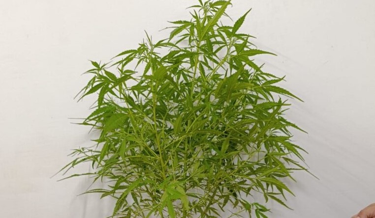 Polícia Militar encontra plantação de maconha em residência