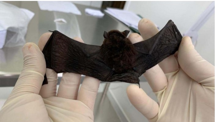 Caso de raiva é confirmado em propriedade rural