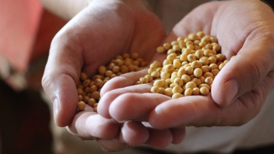 Preços da soja sofrem leve queda com valorização do real