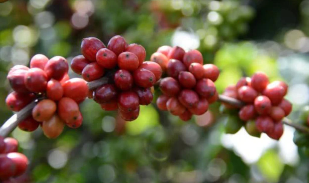 Pesquisa identifica os melhores clones de café para produção