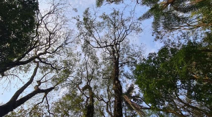 Secretaria de Obras e Setor de Meio Ambiente orientam a comunidade sobre poda de árvores