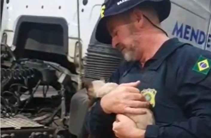 Gata viaja por 70 km embaixo de caminhão e é resgatada pela PRF