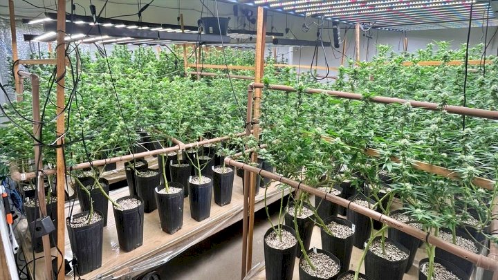 Homem tenta fugir, mas é preso após polícia descobrir plantação de maconha em residência