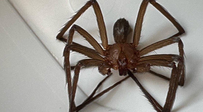 Conheça os sintomas e cuidados com picadas de aranha-marrom