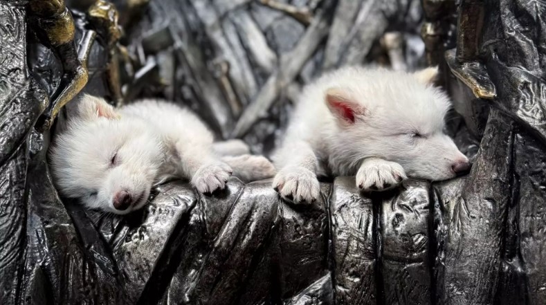 Lobo-terrível, extinto há 10 mil anos, volta à vida por meio da ciência