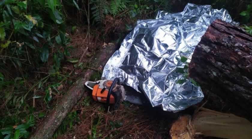 Trabalhador morre durante corte de árvore com motosserra