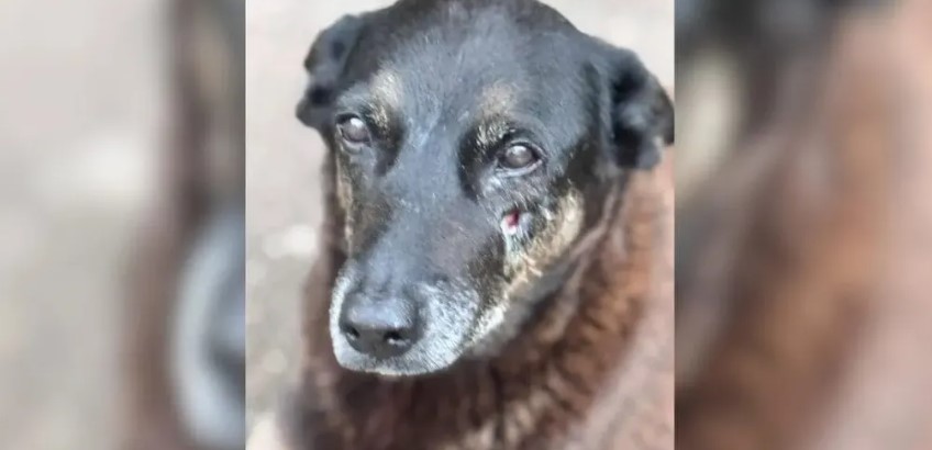 MP pede exumação do corpo do cão Orelha para apurar circunstâncias da morte