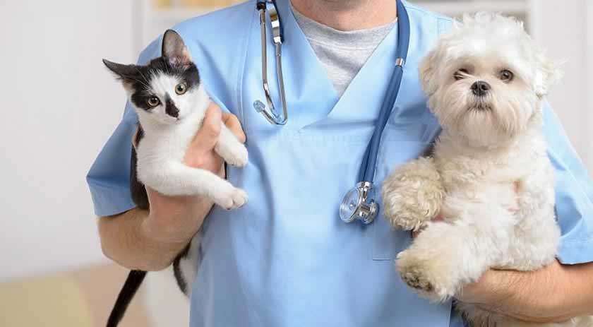 Em novo mutirão, prefeitura vai custear a castração de aproximadamente 60 animais, entre cães e gatos