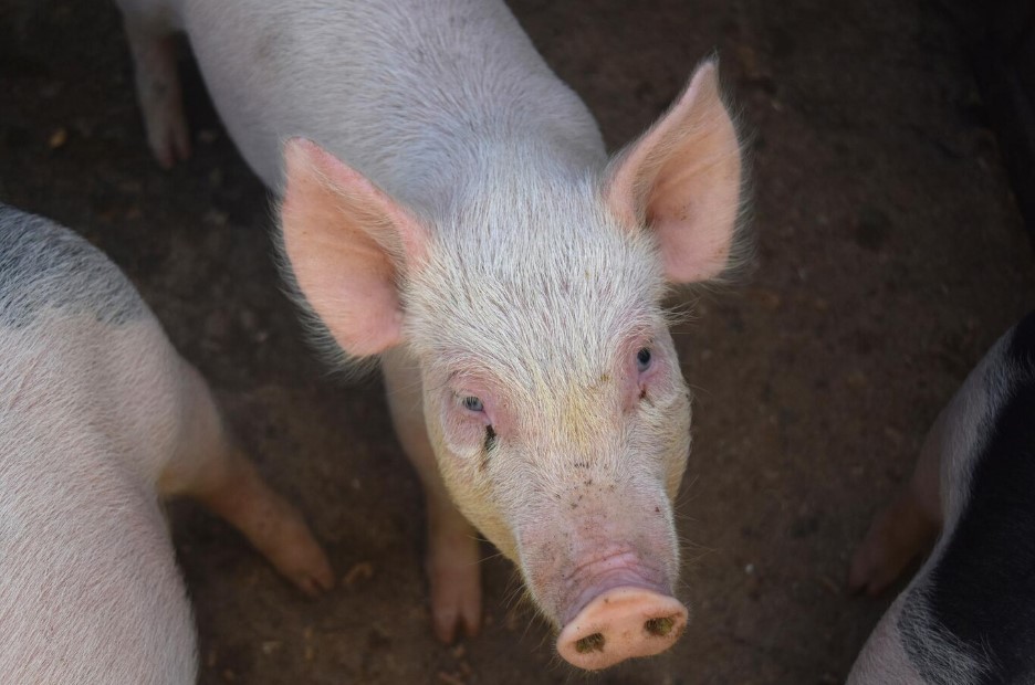 Família tem porco, facões e martelo furtados