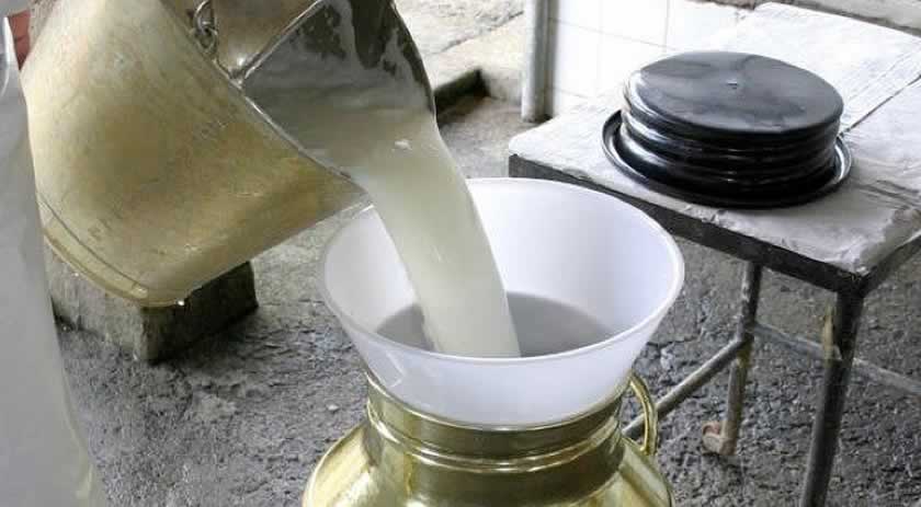 Em baixa na maioria dos estados, produção de leite cresce em SC