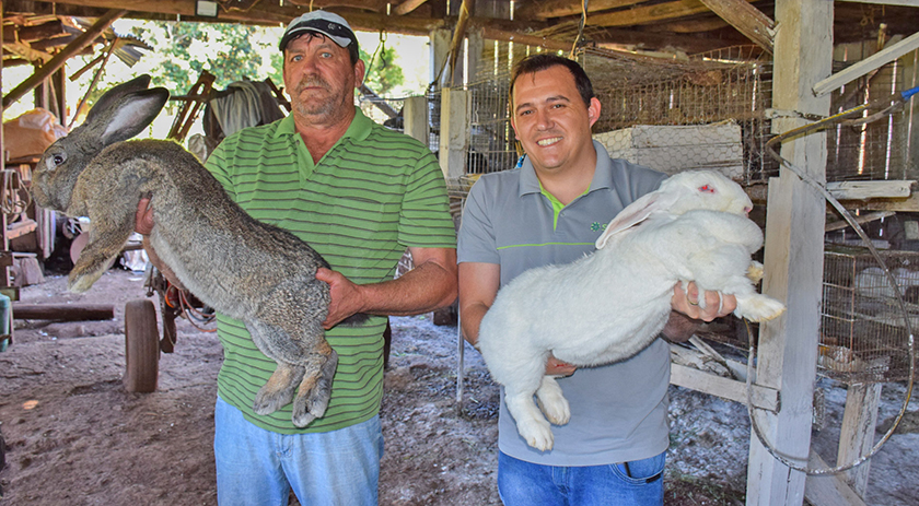 Conheça a criação de mini e coelhos gigantes