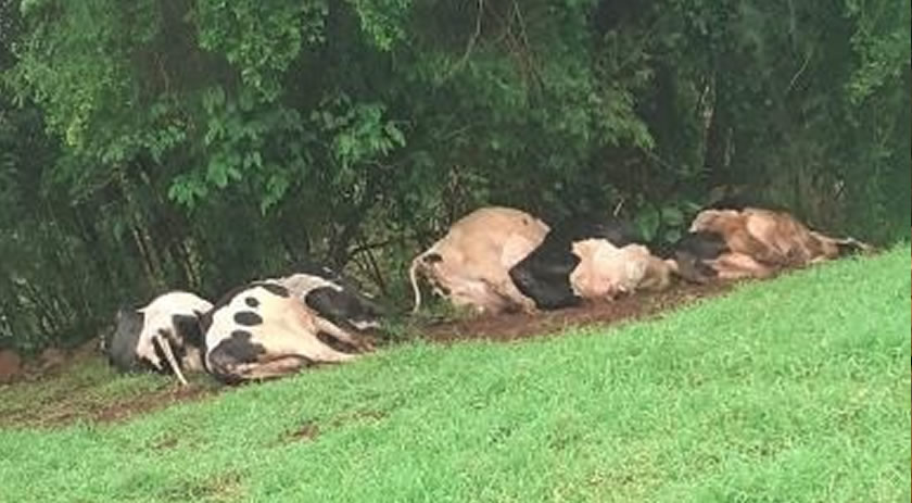 Raio mata sete vacas em propriedade rural do município