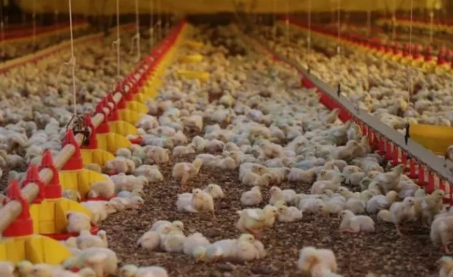 China habilita quatro unidades de carne de frango de SC para exportação