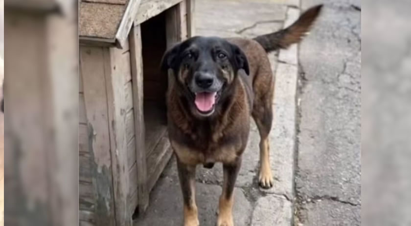 Morte do cão Orelha: famílias de adolescentes acusados negam envolvimento