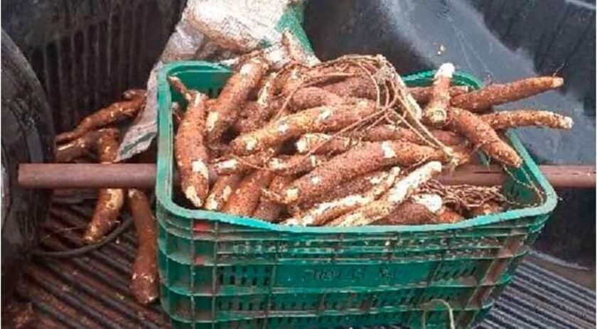 Dono de plantação flagra adolescentes furtando mandiocas no interior