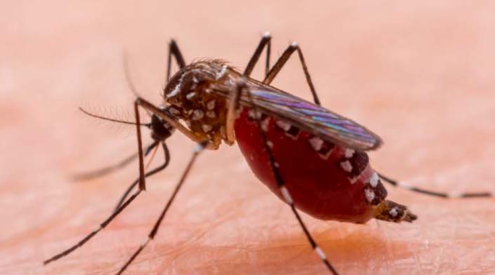 Confira 10 dicas para prevenir a dengue; número de casos em SC é expressivo em 2022