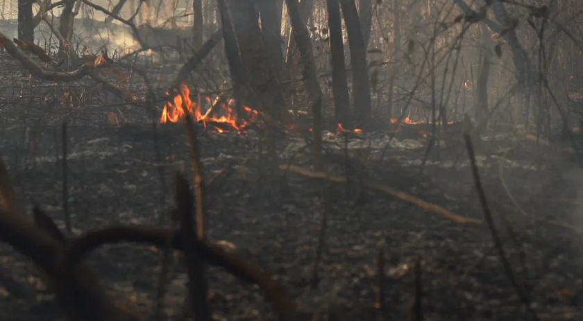 Amazônia pode atingir ponto de não retorno em 2029; entenda o que isso quer dizer