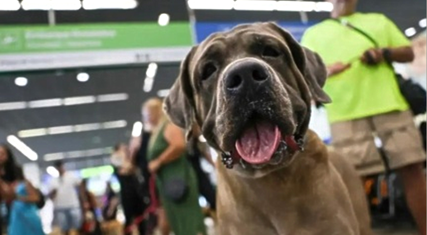 Projeto de lei que estipula pena de 2 a 6 anos a quem matar cão ou gato vai para o Senado